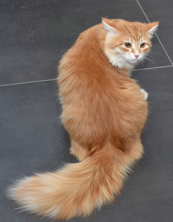 sibirisk katt Mir